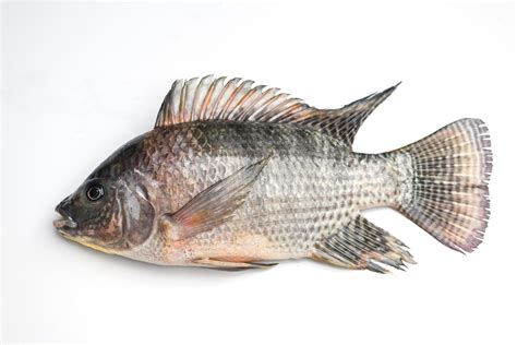 Tilapia .